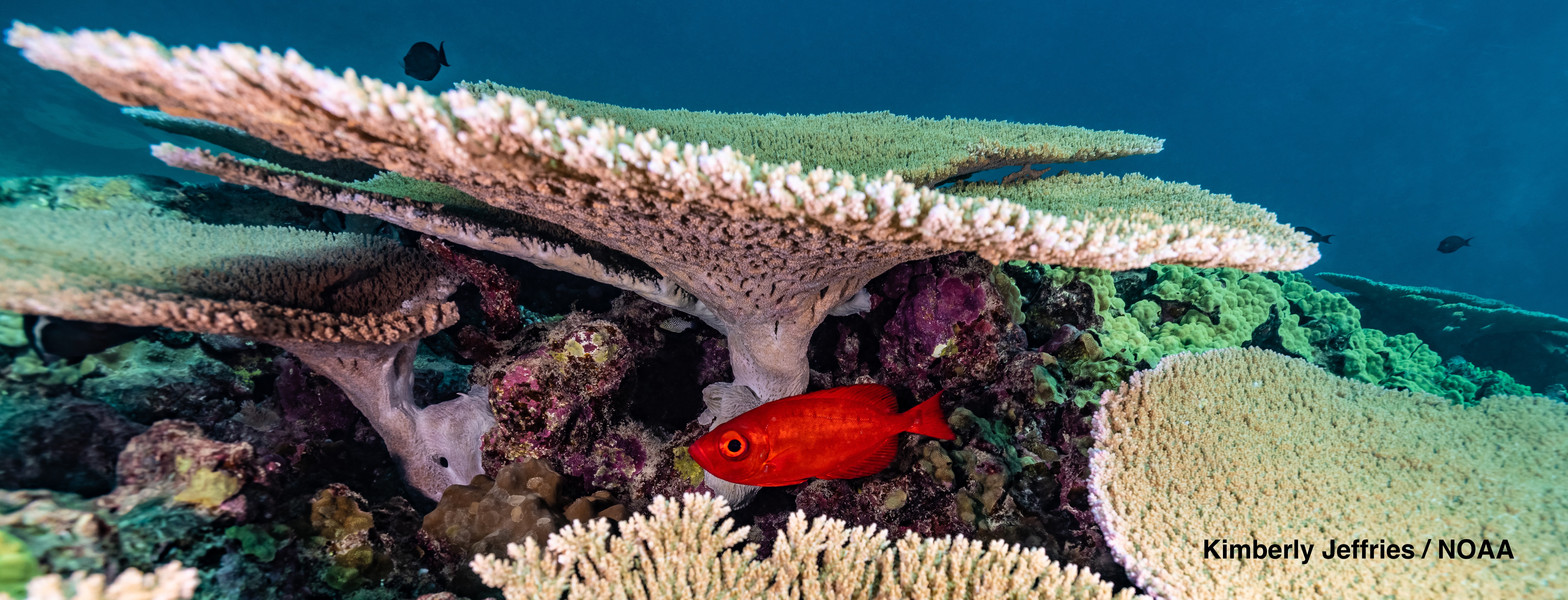 Papahānaumokuākea Designated as a National Marine Sanctuary