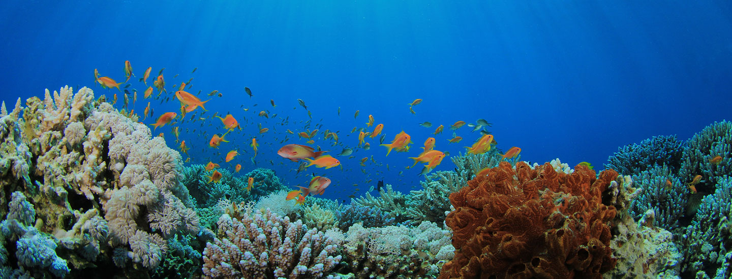 Prevent Harmful Seabed Mining by Passing Federal Legislation